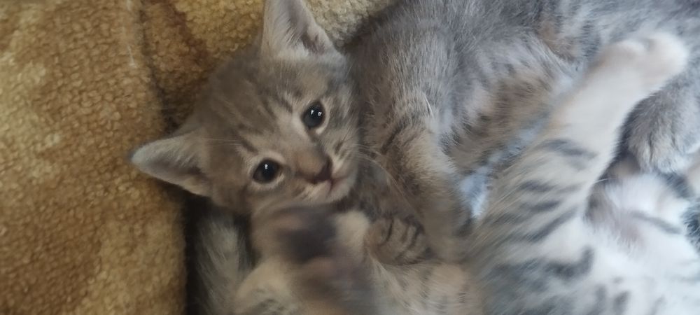 Котята продам шотландская