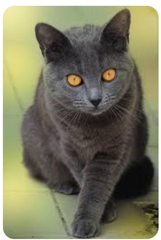 Французский шартрез девочка. АСТАНА!