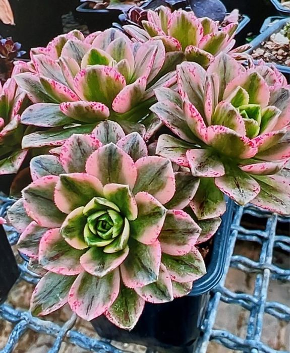 Эониум вариегатный