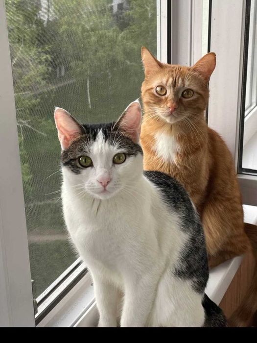 Нужен дом для кошки