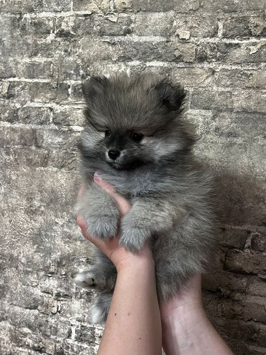 Щенки Немецкий Шпиц