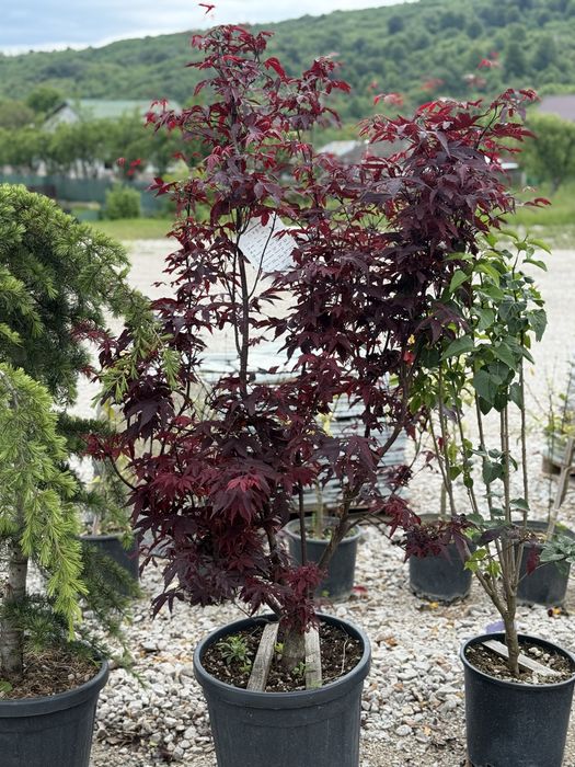 Vand plante ornamentale artar japonez/cedru/magnolia grandi flora/phot