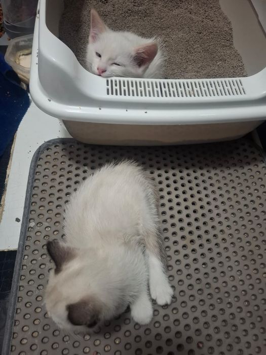 Котята приучены к лотку