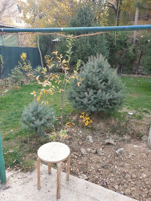 Ёлка кремлевская ,голубая ель