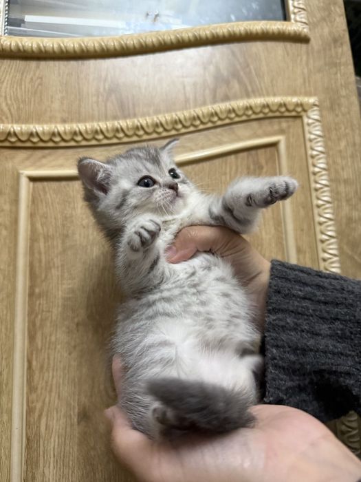 Британские котята