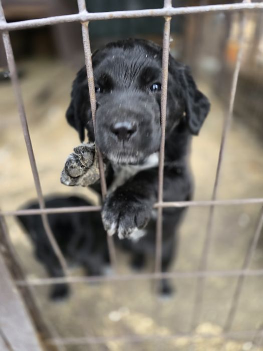 Щенки девочки 1.5 месяца