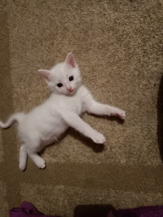 Добрые руки Котята