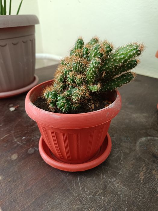 В горшке скалистый кактус