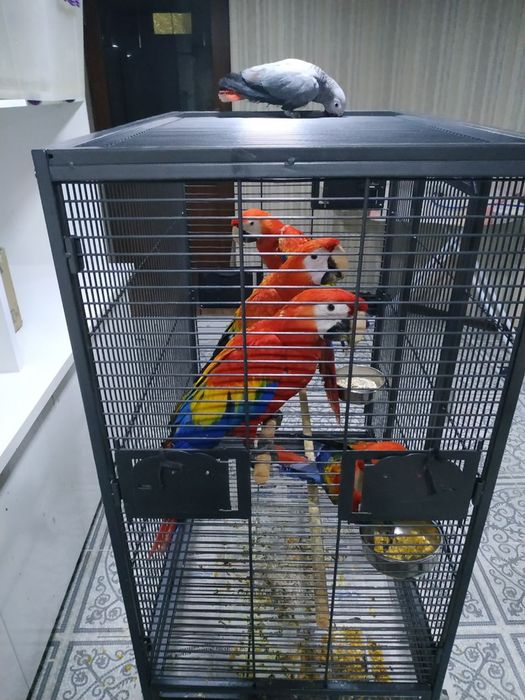 Продам ручной ара