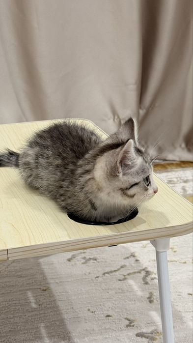 Котеной 2 месяцев