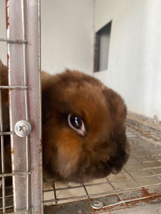 Корм для кроликов