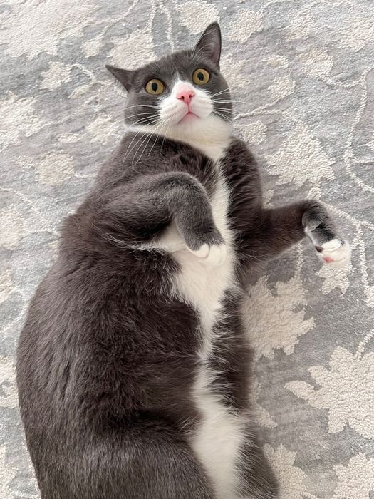 Пристраиваю красивую кошечку