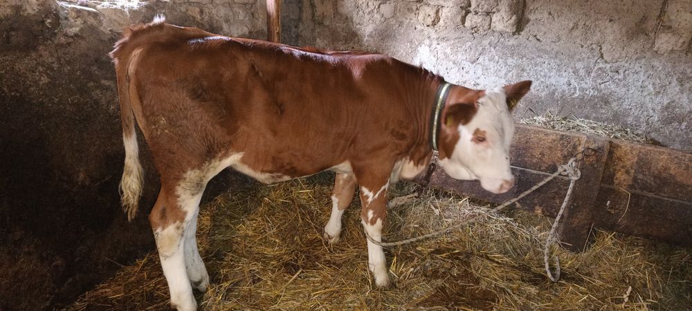 Vând o vițea de 4 luni