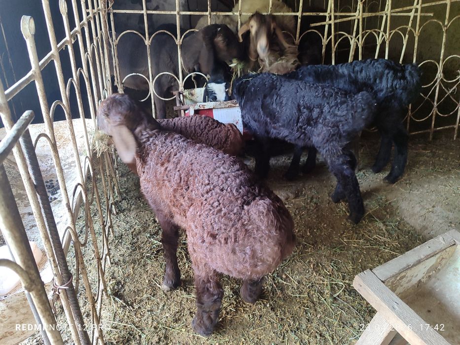 3 дона кучкорча сотилади