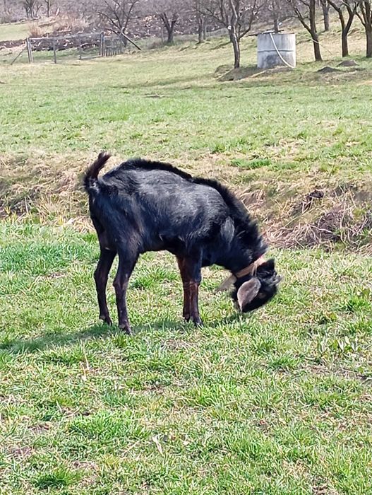 Vând sau schimb cu ieduță țap anglonubian de 2ani