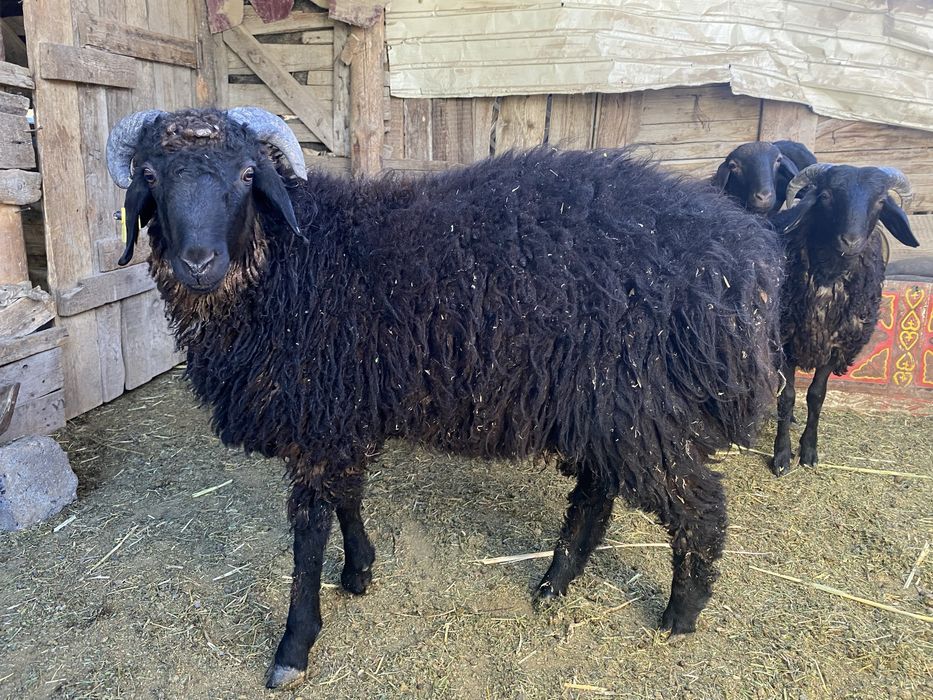 Қыздар порносынан жасалған суши