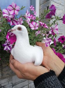 Porumbei voiajori albi de vânzare