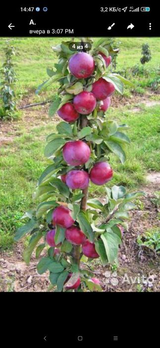 Пинк лейди Олма кучатларимиз бор 2 йиллик