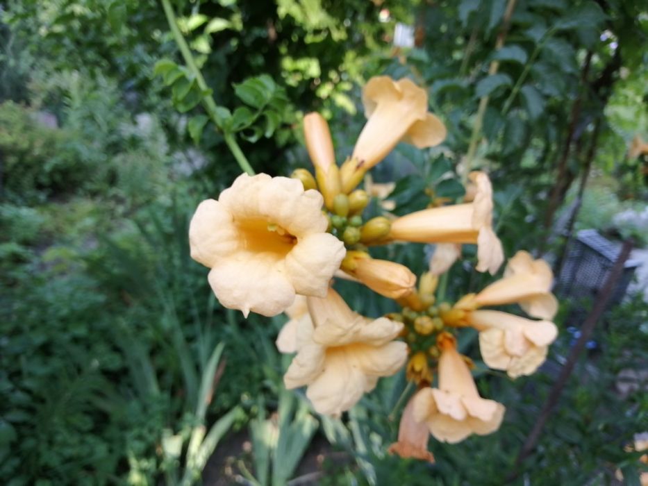 Продам садовые цветы