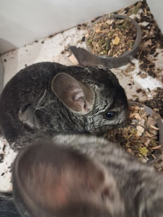 Шиншиллы с клеткой