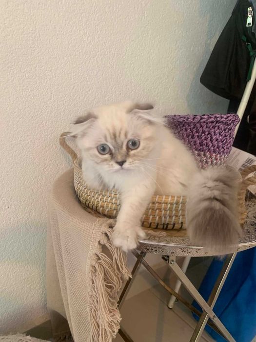 Шотлански котета