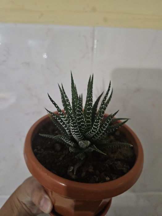 Сукулент красивый