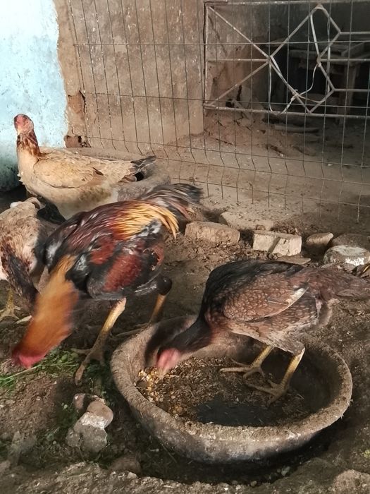 Турк саман хуроз ва товуклари сотилади