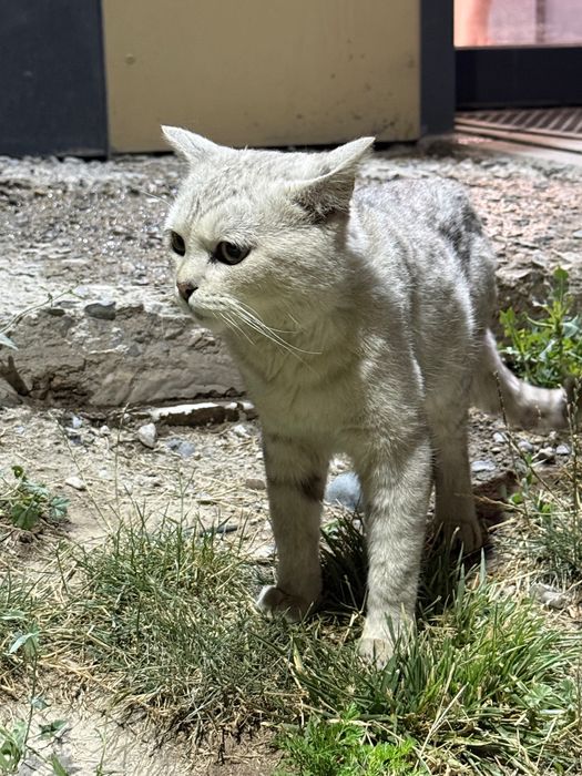 Отдам кота в хорошие руки