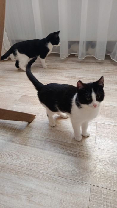 Pui pisică alb-negru