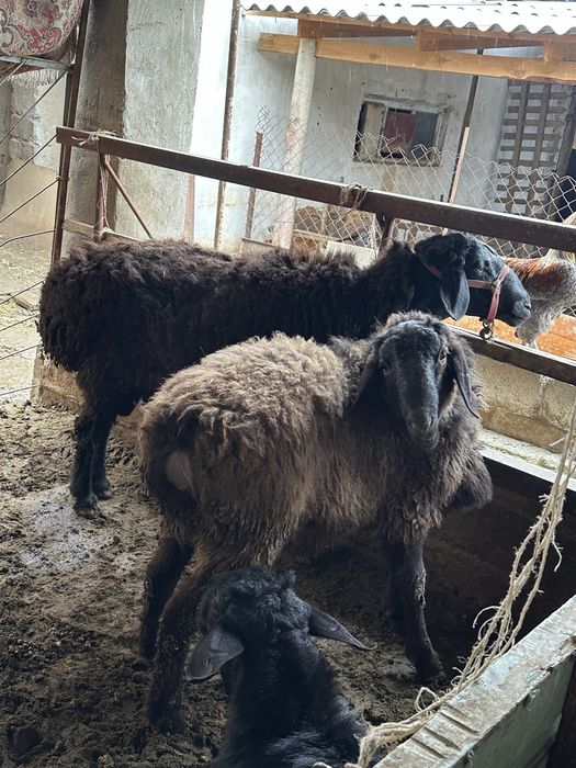 Қошқар Бараны Овцы