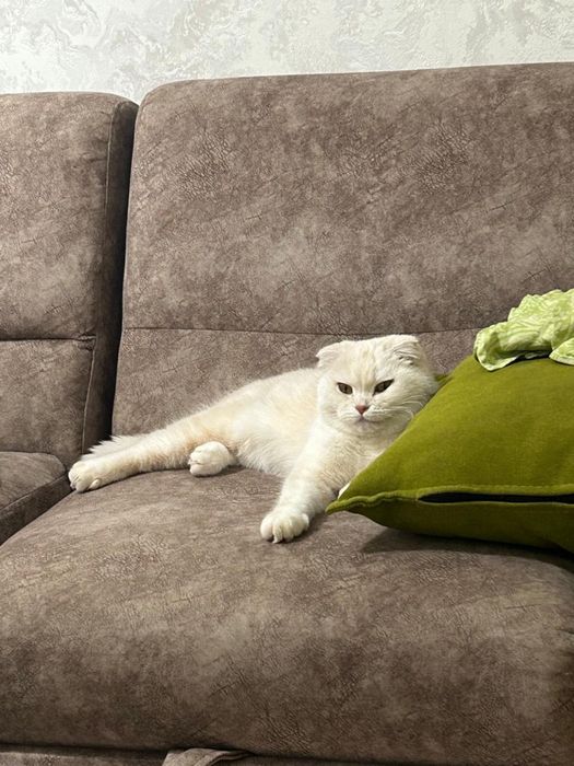 Отдаем кошку в хоршое руки!