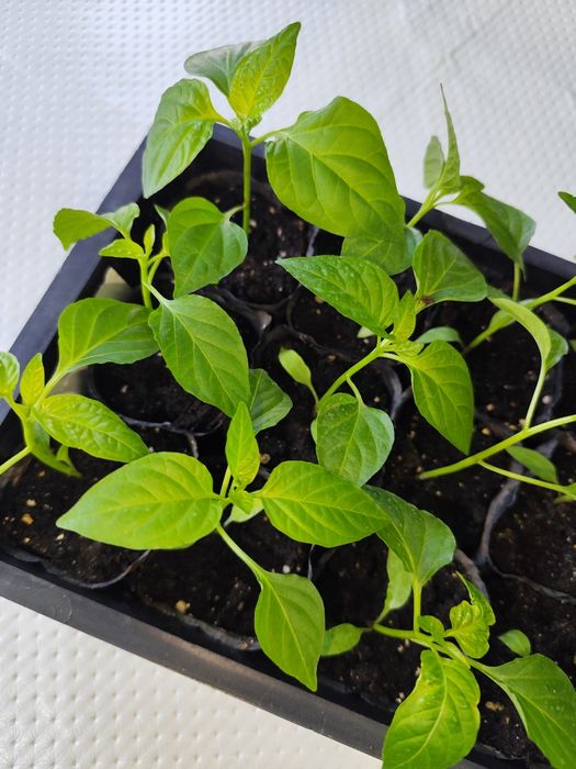 Продаю рассаду помидор, перец.