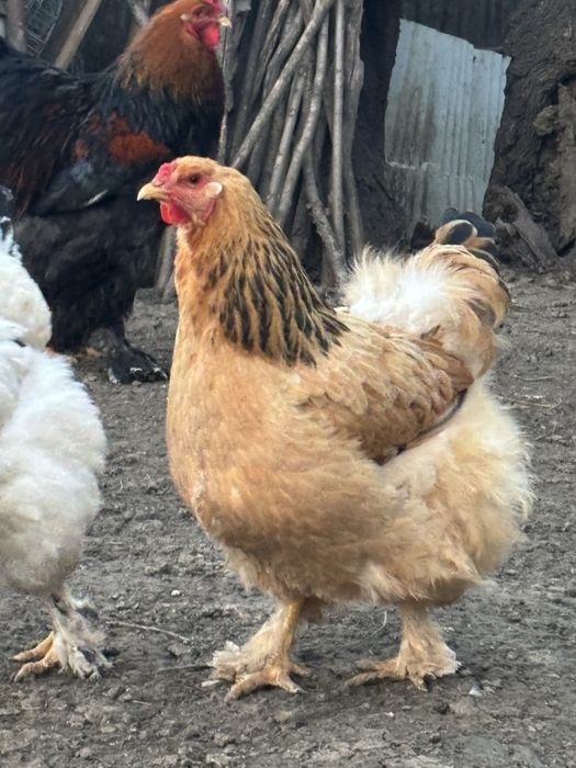 Gaini si cocosi brahma