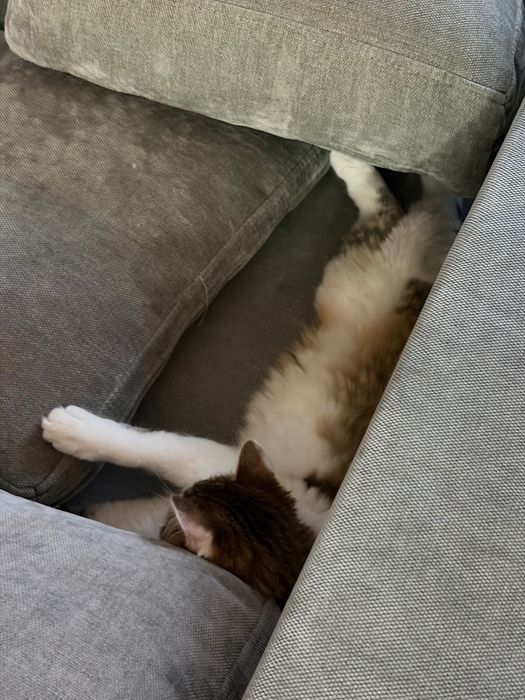 Котенок Астана    .