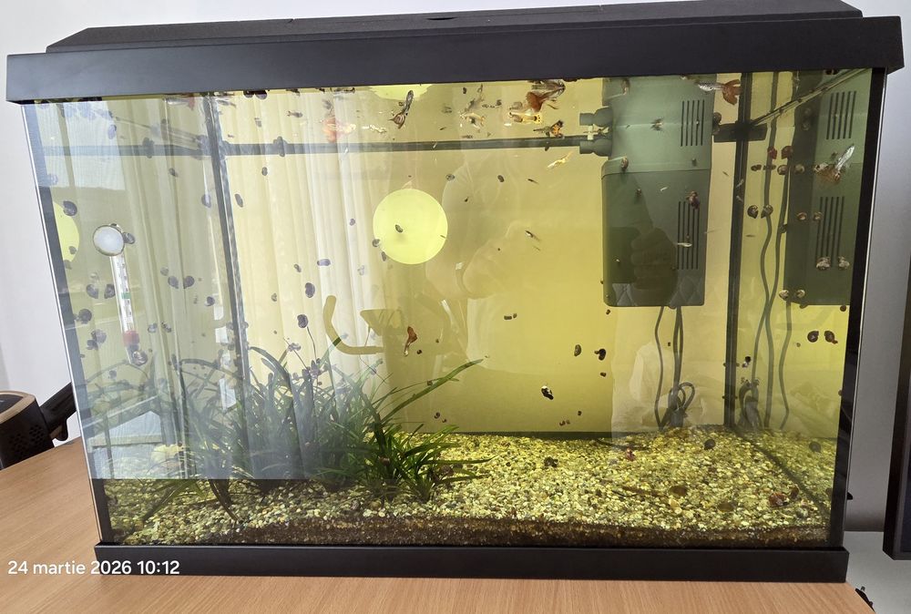 Vând acvariu JUWEL 70 Litri.