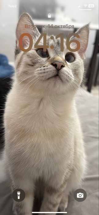 кошка, почти 2 годика, в добрые руки