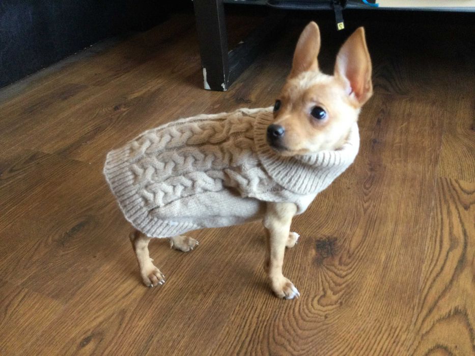 НОВ топъл бежов зимен луксозен пуловер за куче от Италия S и M размер