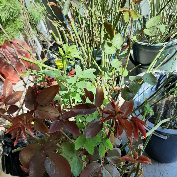 Петуния,подвесное кашпо