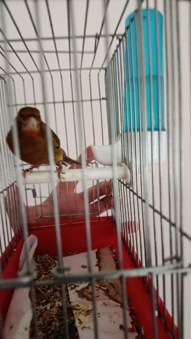 Канарейка нар самец