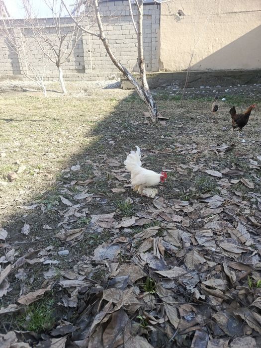 Японча зоти тозаси сотилади