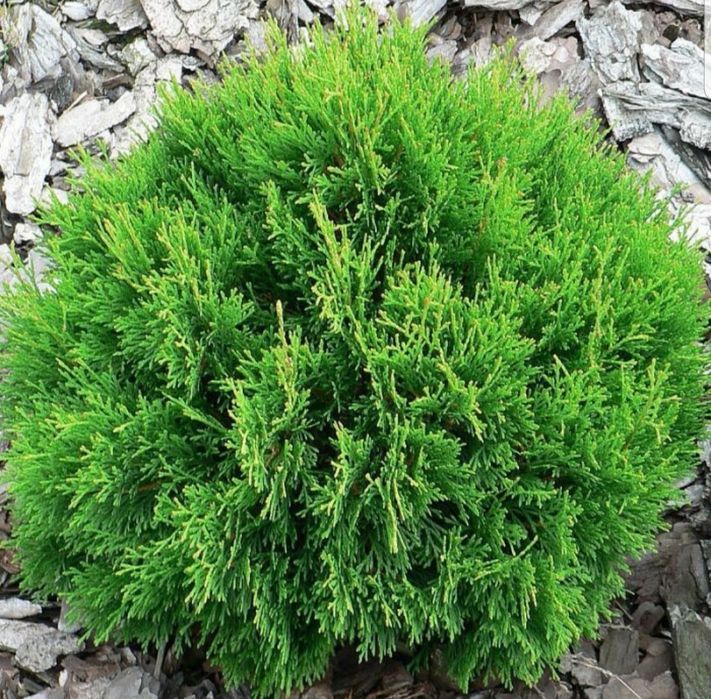 Plante ornamentale / Gard viu garantat Leylandii, smarald, columnaris