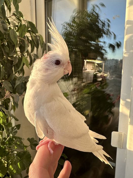 Корелла попугай