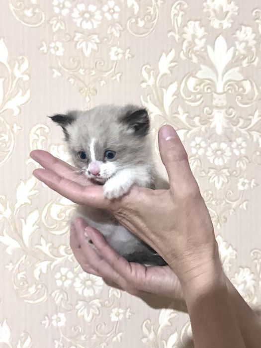 Котята мальчики очень красивые