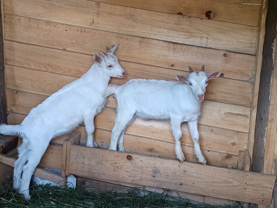 Vând doi țăpișori saneen