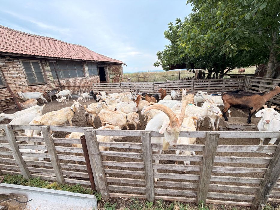 Продавам 30 здрави кози – 150 € за брой