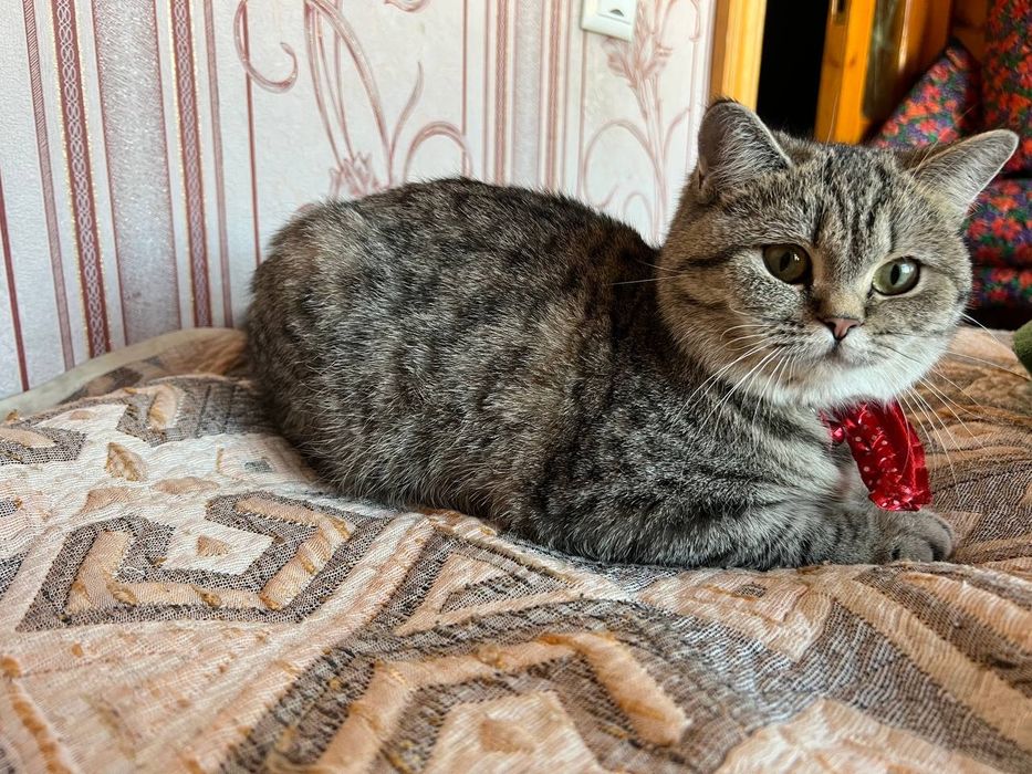 Продается кошка скатиш страйт