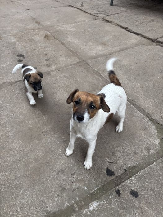 Jack russell terrier