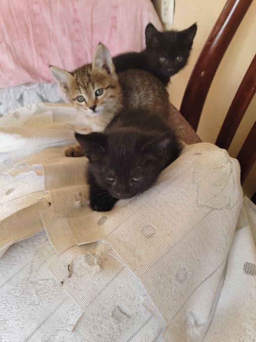 Отдам котят бесплатно