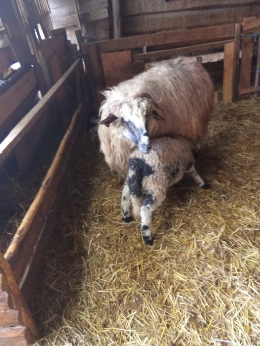 De vânzare 3 oi cu miei mări