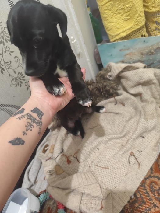 Подарявам кученце